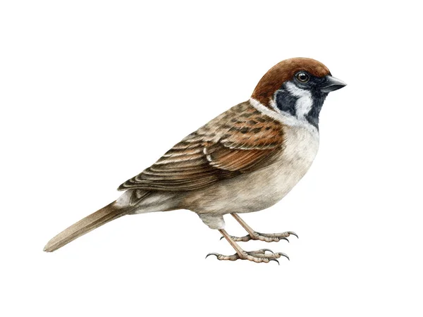 Sparrow vogel aquarel illustratie. Gemeenschappelijke huis mus realistische illustratie. Passagier Montanus avian. Gemeenschappelijke stad, dorp, achtertuin en bos kleine vogel. mus op witte achtergrond — Stockfoto