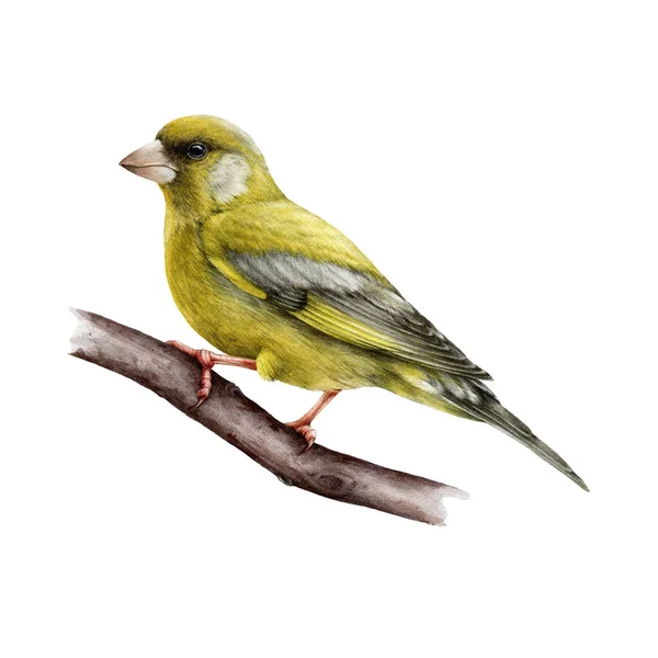 Groenvink vogel aquarel illusie. Realistische chloris chloris mannelijk vogelbeeld. Prachtige groenvink op een boomtak. Europa kleine boszangvogel. Groene vink op witte achtergrond — Stockfoto