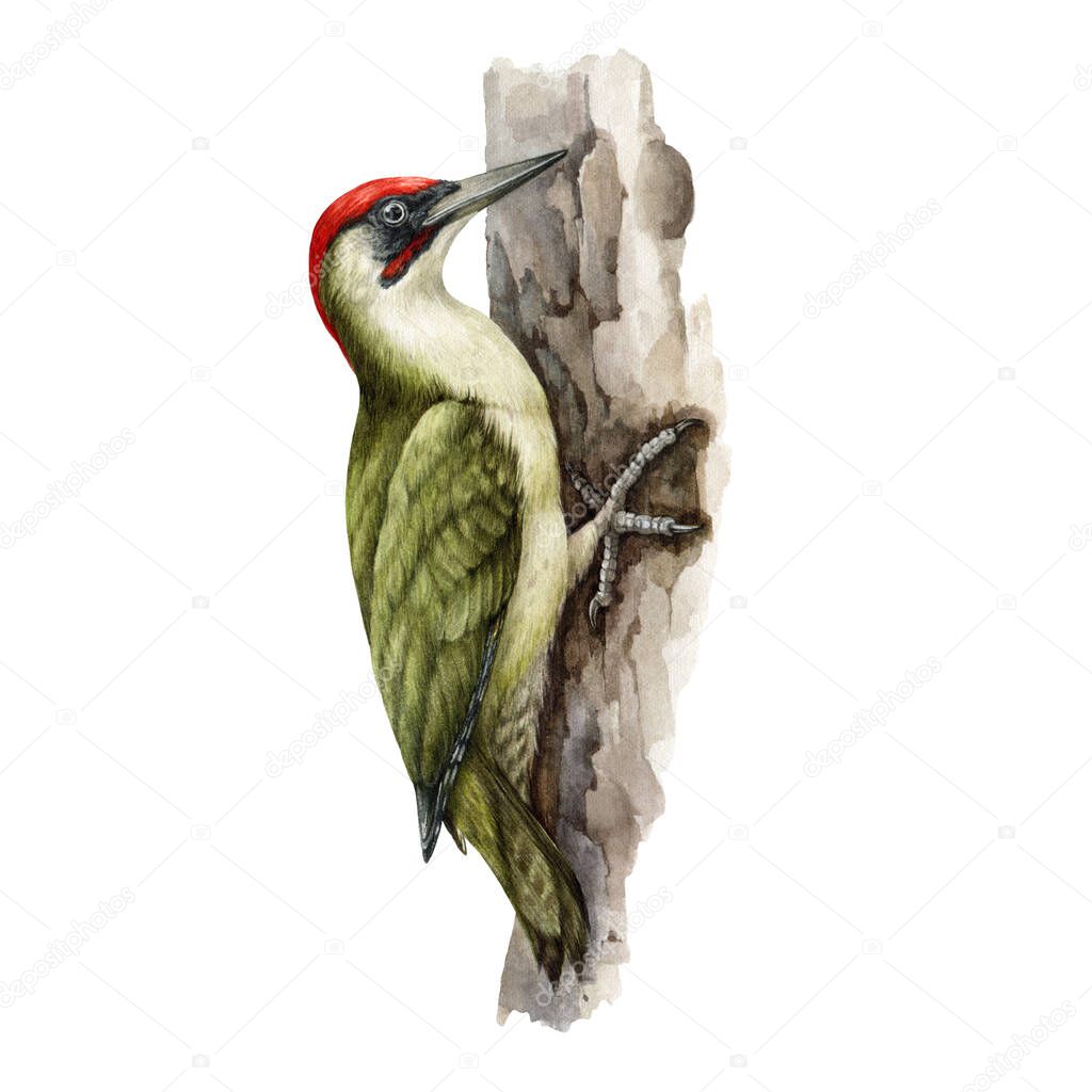 Woodpecker bird on a tree. Watercolor realistic illustration. Picus viridis wild forest bird on a tree trunk. European green woodpecker bright avian. White background. Beautiful wildlife animal