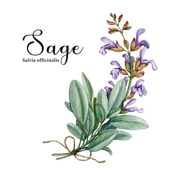 Herbe de sauge. Illustration aquarelle. Salvia dessinée à la main. Plante botanique réaliste de sauge biologique. Bouquet de salvia naturelle avec des fleurs et des feuilles vertes. Herbe de santé médicale. Fond blanc — Photo