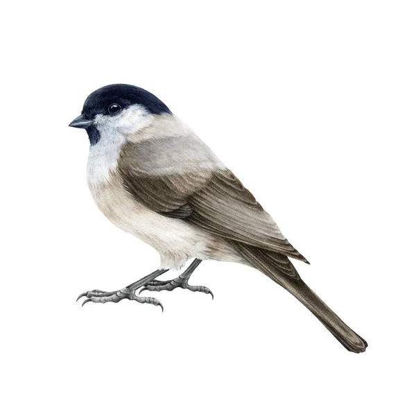 Marsh tit bird watercolor illustration. Hand drawn realistic poecile palustris on white background. Small cute chickadee bird. White background. Marsh tit forest tiny songbird illustration — 스톡 사진