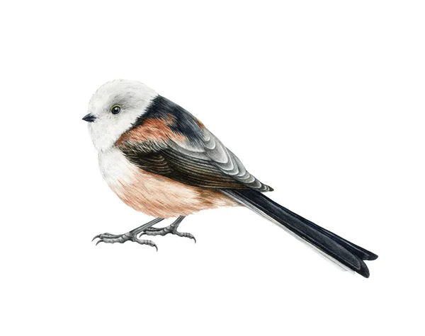 Long-tailed tit bird. Watercolor illustration. Hand drawn realistic Aegithalos caudatus image. Cute fluffy small tit. Chickadee bird with long tail. Wildlife animal. White background — Foto Stock
