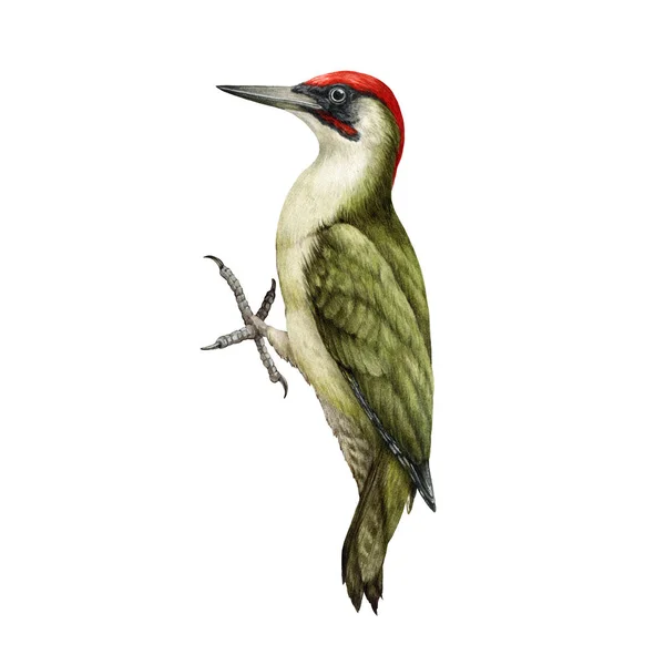 Woodpecker bird watercolor illustration. Hand drawn realistic Picus viridis wild forest bird. European green woodpecker bright avian. White background. Beautiful wildlife woodland animal — Stock Photo, Image