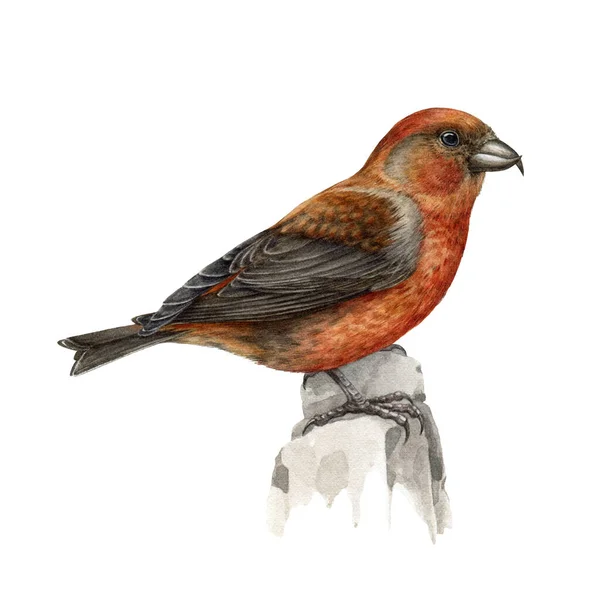 Roter Kreuzschnabel Vogel Aquarell-Illustration. Realistisches Kreuzschnabel-Bild auf weißem Hintergrund. Loxia curvirostra avian. Realistischer Waldvogel. Heller Singvogel. Waldtiere — Stockfoto