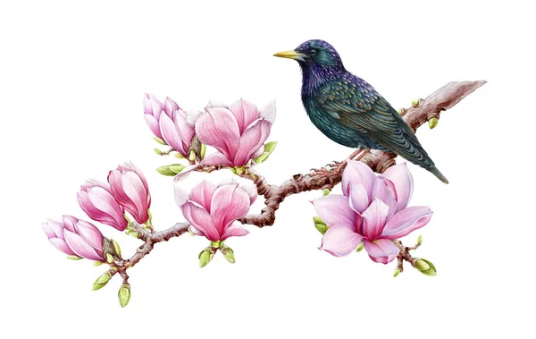 Pássaro estorninho no ramo da magnólia florescente. ilustração aquarela realista. Mão desenhada primavera tenra flores de magnólia rosa e pássaro estorninho. Bonita decoração primavera — Fotografia de Stock