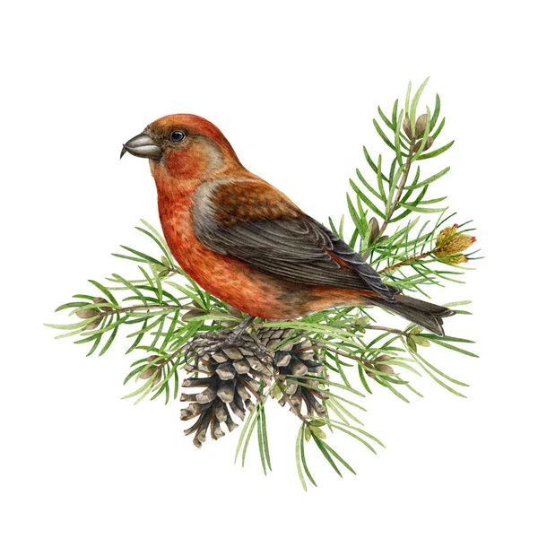 Red crossbill bird on pine branches and cones. Watercolor illustration. Crossbill perched on spruce branch. Loxia curvirostra avian. Realistic forest avian. Rustic natural decor — Stock Photo, Image