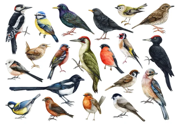 Acuarela de pájaros del bosque. Colección de ilustración de aves realista dibujado a mano. Pájaro carpintero, gorrión, gallina, urraca, wren, petirrojo, mirlo, elementos de estornino. Gran colección de aves forestales —  Fotos de Stock