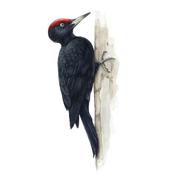 ภาพประกอบสีน้ํา woodpecker สีดํา มาร์ตินอวานิที่วาดด้วยมืออย่างสมจริง นกในป่าบนต้นไม้ นกไม้บนพื้นหลังสีขาว อวตารยุโรป — ภาพถ่ายสต็อก