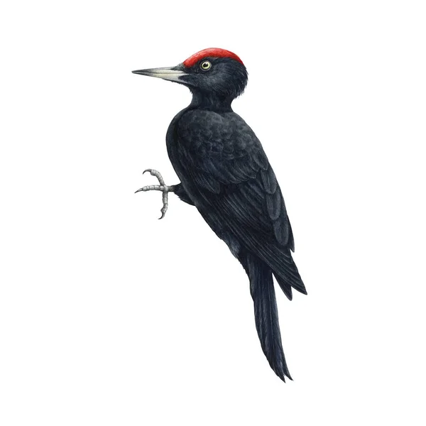 Black woodpecker bird. Watercolor illustration. Realistic hand drawn Dryocopus Martin. Forest wildlife bird on tree trunk. Single black woodpecker on white background — Stock Photo, Image