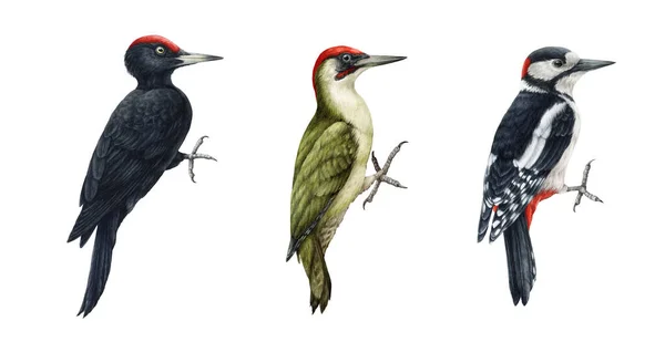 啄木鸟水彩画集.手工绘制现实的森林绿色和黑色啄木鸟集合。野生森林鸟类。白色背景图上的啄木鸟 — 图库照片