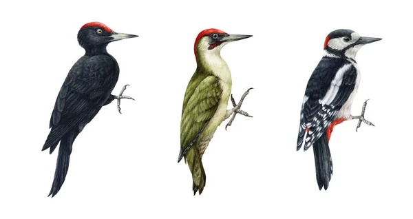 Juego ilustración pájaro carpintero acuarela. Pájaro carpintero dibujado a mano realista verde bosque y negro colección. Aves silvestres del bosque. Peckers de madera sobre fondo blanco conjunto —  Fotos de Stock