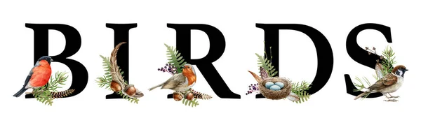 森林の自然の要素を有する言葉鳥. 水彩イラスト。 鳥,羽,巣,葉が付いている装飾的な印. ロシアの装飾。 ブルフィンチ, ロビン, 森でスパロー アルファベットのバナー — ストック写真