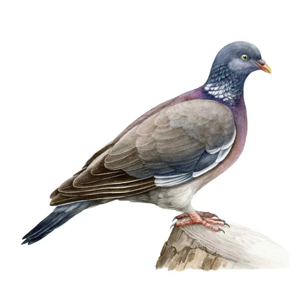 Holub dřevěný realistický akvarel ilustrace. Ručně tažený pták Columba palumbus. Evropský lesní pták. Holub sedící na pařezu. Krásný volně žijící pták — Stock fotografie
