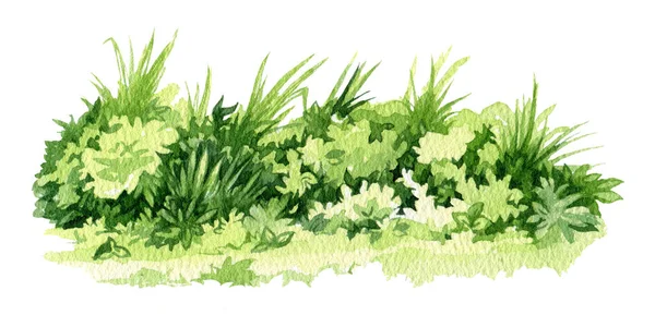 緑の草の水彩画イラスト。 メドウエレメントを閉じるために草を磨きます. 新鮮なハーブと天然植物の花のイラスト — ストック写真