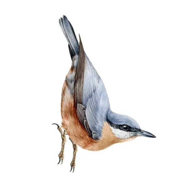 Nuthatch bird realistic watercolor illustration. Hand drawn wildlife forest animal. Nuthatch on white background. Europe common small song bird Sitta europea — Stock Photo, Image