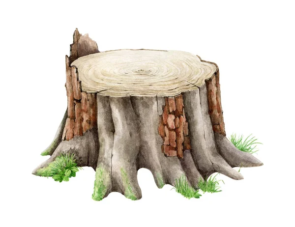 Träd stubbe med gräs. Akvarell realistisk illustration. Skär stammen med grön mossa och gräs. Realistiska trä stubbe med bark, gröna lavar, växter. Vit bakgrund — Stockfoto