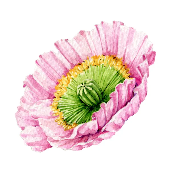 ポッピーピンクの花水彩画イラスト。 テンダーピンクパパイバーの花のサイドビュー要素. 白い背景にピンクのポピー. 美しい牧草地と庭の夏の花 — ストック写真