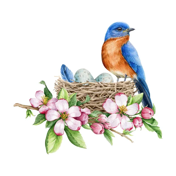 Uccello azzurro nel nido, uova e fiori di mela primaverili. Illustrazione ad acquerello. Elemento decorativo tenero realistico in primavera disegnato a mano. Uccellino con fiore primaverile elemento acquerello — Foto Stock