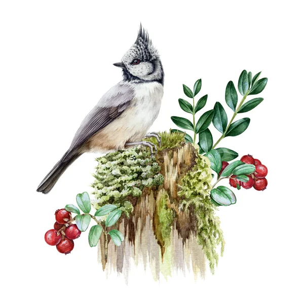 Forest bird on the mossy stump nature image. Watercolor realistic illustration. Hand drawn wildlife scene. Crested tit on the tree stump, berries, wild herbs. Forest rustic element —  Fotos de Stock