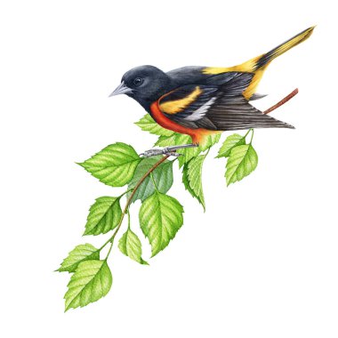 Baltimore oriole kuşu ağaç dalında. Suluboya çizimi. El yapımı gerçekçi vahşi doğa unsuru. Oriole kuşu bir huş ağacının dalına tünemiş. Beyaz arkaplan