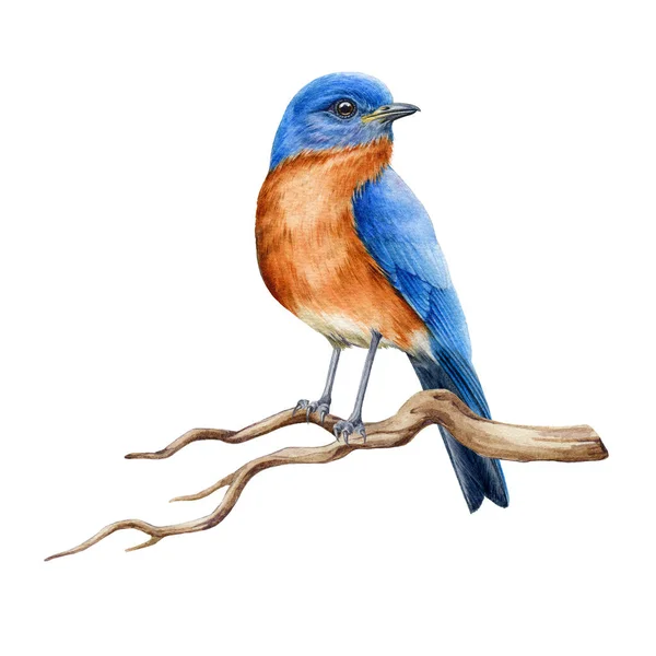 Bluebird på grenen akvarell illustration. Realistisk östlig blåfågel fågelbild. Vackra sialia på en trädgren. Sångfågel från Nordamerika. Bluebird på vit bakgrund — Stockfoto