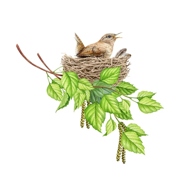 Uccello scricciolo nel nido tra i rami di betulla. Illustrazione ad acquerello. Natura primaverile realistica elemento disegnato a mano. Foresta e giardino uccellino canterino incubano una frizione nel nido — Foto Stock