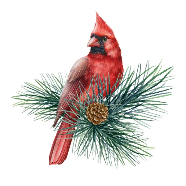 Pájaros cardinales rojos en una rama de pino. Ilustración realista acuarela. Mano dibujada cardenal rojo del norte encaramado en la rama de pino. Bosque Norteamérica ave común. Fondo blanco —  Fotos de Stock