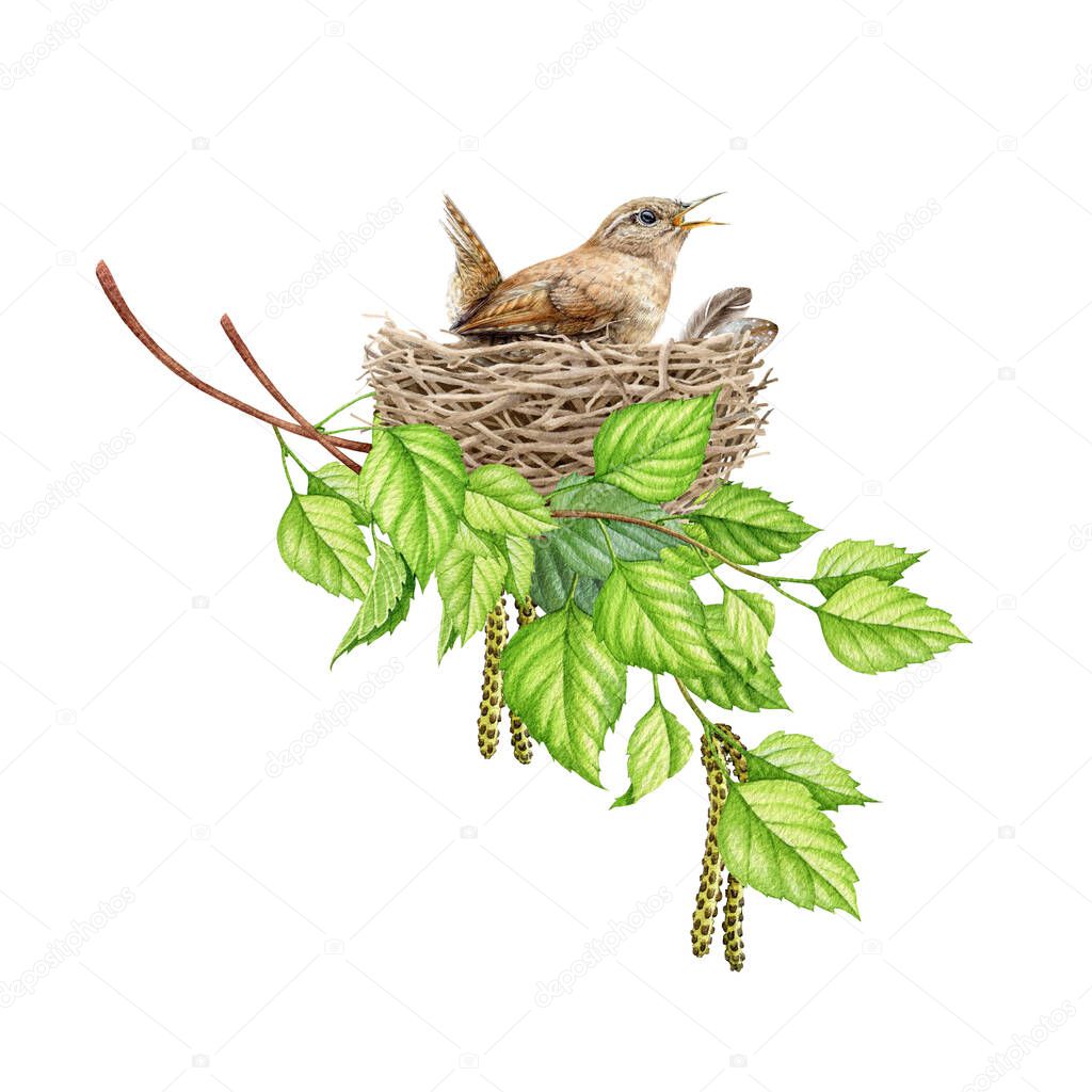 Wren bird in the nest in birch tree branches. Watercolor illustration. Realistic spring nature hand drawn element. Forest and garden small songbird bird incubates a clutch in the nest
