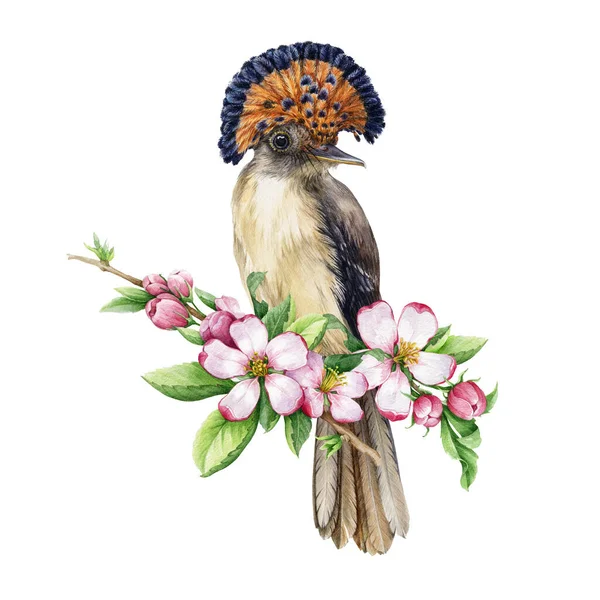 Paradicsomi légycsapó madár lágy tavaszi virágokkal. Akvarell illusztráció. Reális kézzel rajzolt gyönyörű madár almafa virágok. Romantikus dekoráció illusztráció. Flycatcher fehér alapon — Stock Fotó