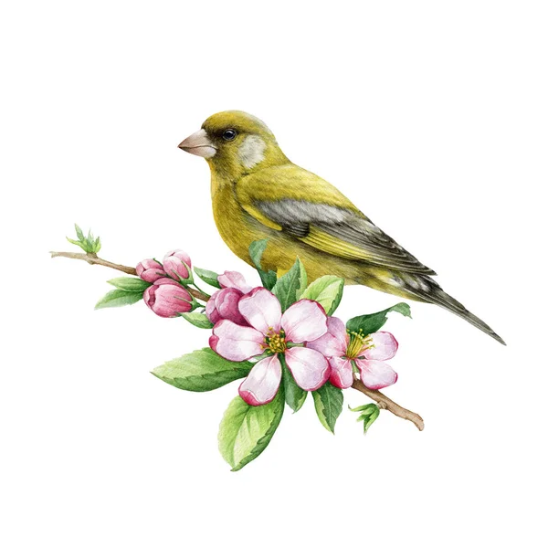 Green finch bird with spring apple flowers. Watercolor illustration. Hand drawn cute tiny songbird on a spring blooming tree branch. Small finch bird with tender pink flowers watercolor element — Stock Photo, Image