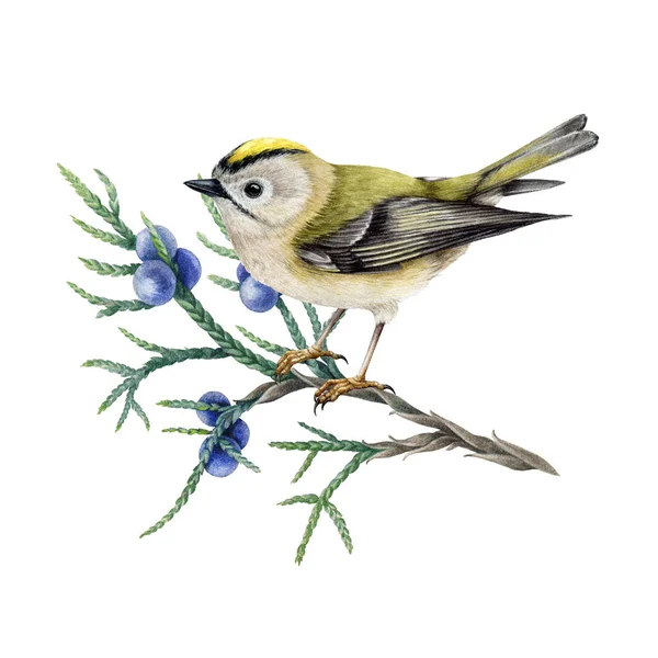 Small forest bird on juniper branch. Watercolor illustration. Hand drawn realistic small kinglet songbird. Regulus regulus illustration. Tiny golden-crowned kinglet on white background — Stock Photo, Image