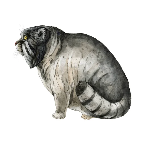 Pallass macska akvarell illusztráció. Kézzel rajzolt reális manul. Vaderdei állat. Pallass macska Ázsia ritka emlős. Fehér háttér — Stock Fotó