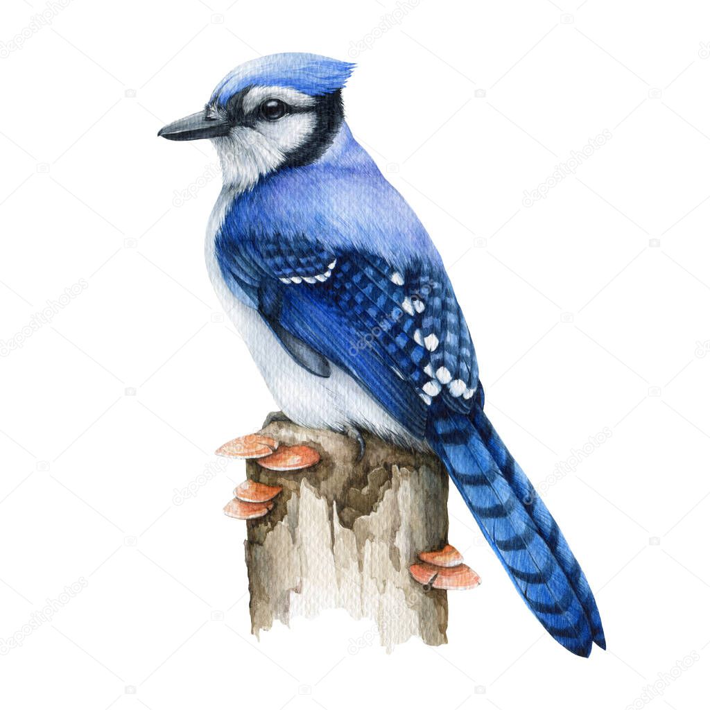Blue jay bird on the tree stump. Real watercolor illustration. Hand drawn cyanocitta cristata forest wildlife avian. Blue jay common North American bird. White background
