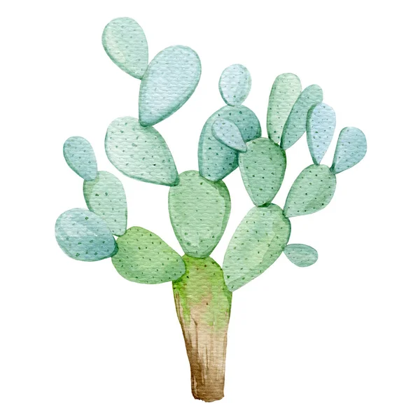 Pichlavé hruškovité kaktusové akvarely ilustrace. Organická rostlina opuntia. Jasně zdravé pichlavé hruškovité kaktusy na bílém pozadí. Zelená poušť rostlina akvarel element — Stock fotografie