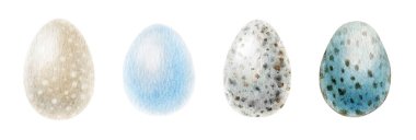 Kuş yumurtaları suluboya çizim seti. Elle çizilmiş gerçekçi doğal kuş yumurtası koleksiyonu. Kuş beyaz arka planda benekli yumurtalar