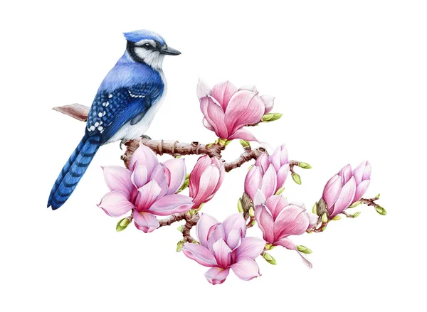 Blaue Eichelhäher Vogel auf Magnolie blühenden Zweig. Aquarell-Illustration. Echte Frühlingsillustration in Aquarell. Leuchtender Waldvogel mit zartrosa Blüten im Frühling. Schöne Frühlingsdekoration — Stockfoto