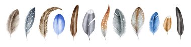 Tüy elementi büyük set. Suluboya çizimi. Elle çizilmiş kuş tüyü, gerçekçi bir koleksiyon. Gri, kahverengi, mavi benekli kuş tüyü. Beyaz arkaplanda tüyler
