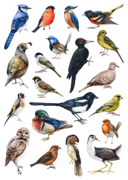 Set illustrazione acquerello uccelli forestali. Raccolta di uccelli realistica disegnata a mano. Picchio, gufo, passero, ceci, gazza, colomba, martin pescatore, anatra, elementi di bullfinch. Foresta uccello grande collezione — Foto Stock