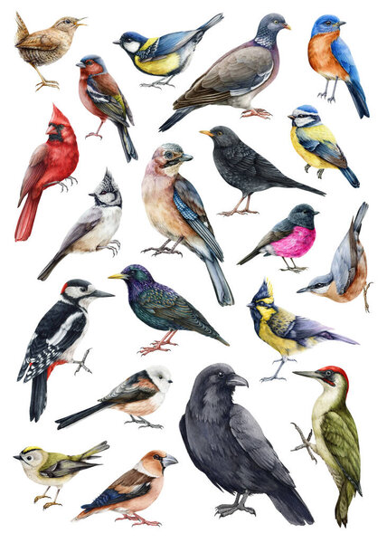 Forest birds watercolor illustration set. Hand drawn realistic bird collection. Woodpecker, robin, raven, chickadee, wren, bluebird, starling elements. Forest bird big set