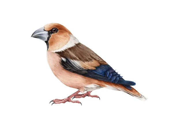 Hawfinch bird. Watercolor realistic illustration. Hand drawn Europe common wildlife small animal. Coccotgraustes coccotgraustes songbird illustration. White background — Stock Photo, Image