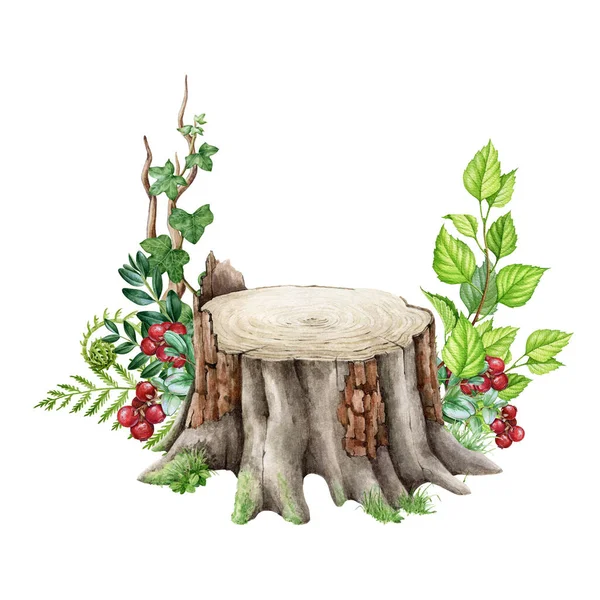 Skogsträdstubbe med gröna blad, ormbunke, röda bär. Akvarell illustration. Handdragen skogsstubbe med mossa, ormbunke, skogsbär, gröna trädgrenar. Vit bakgrund — Stockfoto