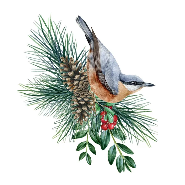 Nuthatch ave con ramas de pino y boj. Acuarela rústica ilustración natural. Nuthatch en ramas de pino siempreverdes, boj, bayas rojas, conos. Decoración rústica natural —  Fotos de Stock