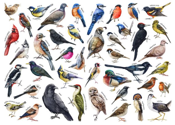 Various forest birds watercolor illustration big set. Hand drawn realistic bird collection with names. Woodpecker, robin, owl, magpie, chickadee, wren, bluebird, jay elements. Forest bird big set