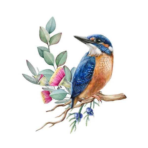 Kingfisher fågel på eukalyptus gren. Akvarell illustration. Hand dras realistisk kungsfiskare på grenen med blommor. Akvarell vilda djur ljusa fågel — Stockfoto