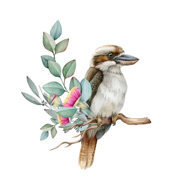 Pássaro Kookaburra no ramo de eucalipto. Ilustração aquarela. Mão desenhado kookaburra realista no ramo com flores. Aquarela vida selvagem Austrália pássaro — Fotografia de Stock