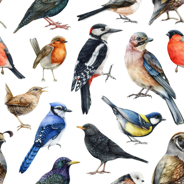 Forest birds seamless pattern. Watercolor illustration. Hand drawn wildlife birds. Woodpecker, jay, robin, bullfinch, wren in seamless pattern element. Realistic birds on white background