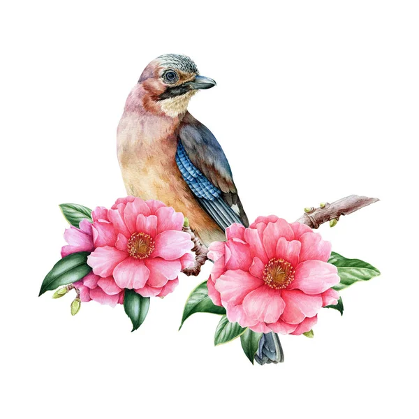 Jay pássaro no ramo camélia com flores. Ilustração aquarela. Belas flores de camélia rosa e pássaro da floresta. Eurasian jay primavera decoração ilustração — Fotografia de Stock