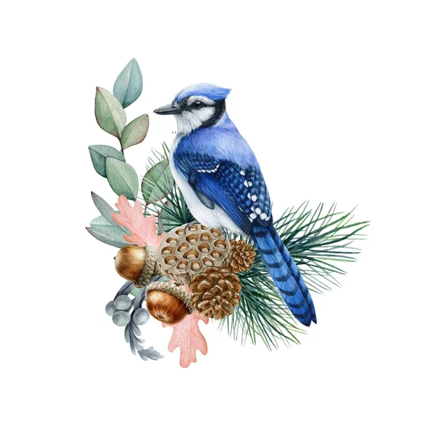 Disposizione floreale invernale con pini e coni. Illustrazione ad acquerello. Ghiandaia blu disegnata a mano con eucalipto, rami di pino, ghiande. Elemento decorativo naturale. Fondo bianco — Foto Stock