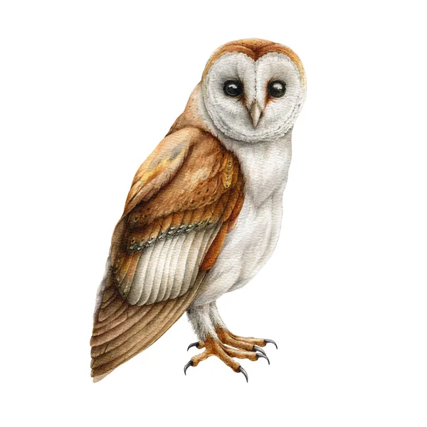 Barn owl bird. Watercolor illustration. Realistic hand drawn wildlife bird. Barn owl on white background. Forest wild avian nature element — Stock Photo, Image