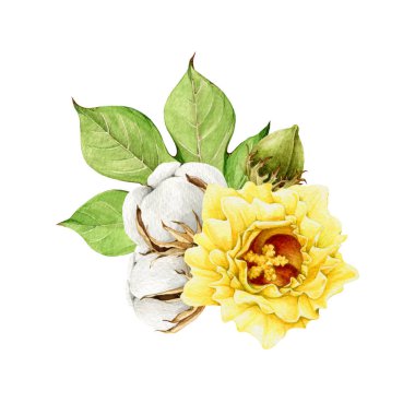 Pamuk, tomurcuk, yaprak, yaprak, tomurcuk. Suluboya çizimi. El yapımı organik pamuk. Tarım Gossypium bitkisi botanik düzenlemesi. Beyaz arkaplan